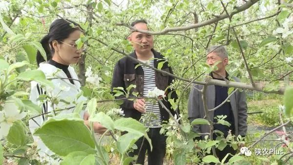 苹果花（红肉苹果小果图片）