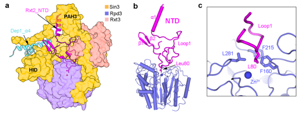 nature子刊施一公团队揭示酵母组蛋白去乙酰酶复合体rpd3l的组装机制