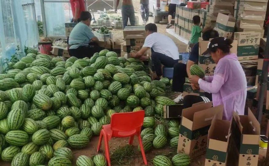 春日第一口新鲜西瓜熟了大兴五一将迎采摘小高峰
