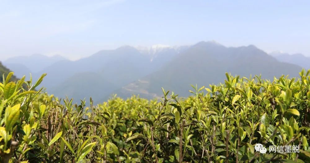 墨脱山村茶事推动绿色发展新生活