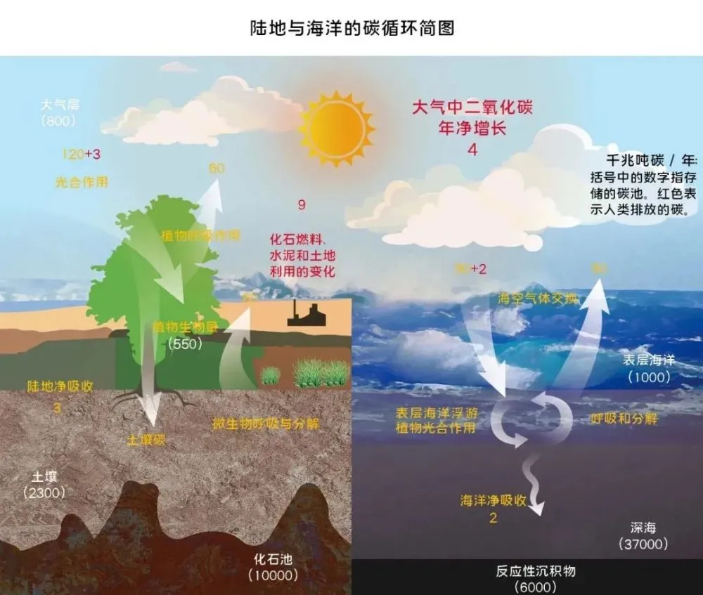蓝碳：逐渐兴起的的生物固碳“宝藏”_腾讯新闻