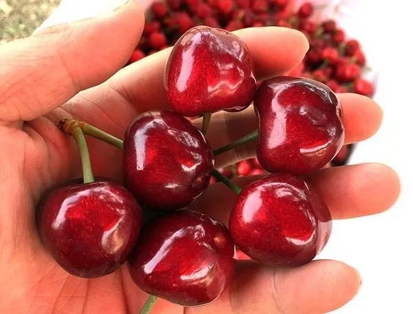 山西有看头物产篇之绛县大樱桃