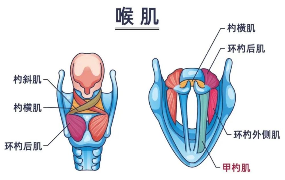 喉内肌结构 /  站酷海洛plus目前大众对嗓音很多疾病在认知上还不