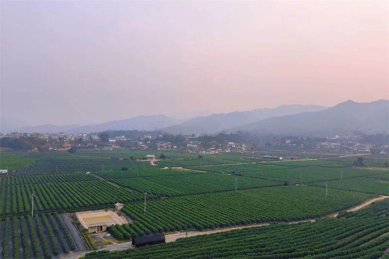 一天一点普洱2721精彩连连快来景东文井实现蓝莓自由