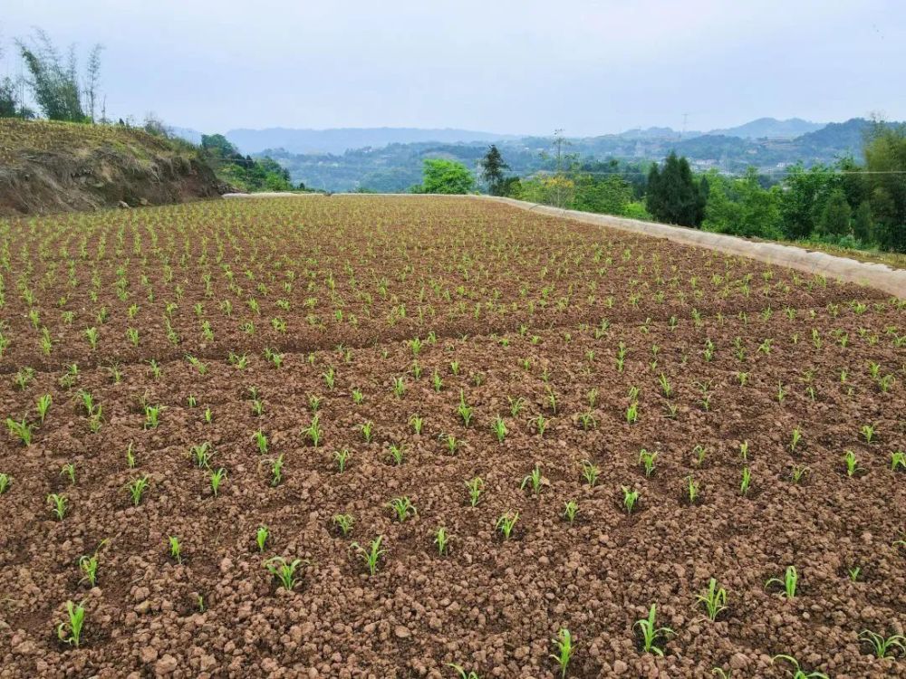 58万亩糯红高粱搬家啦