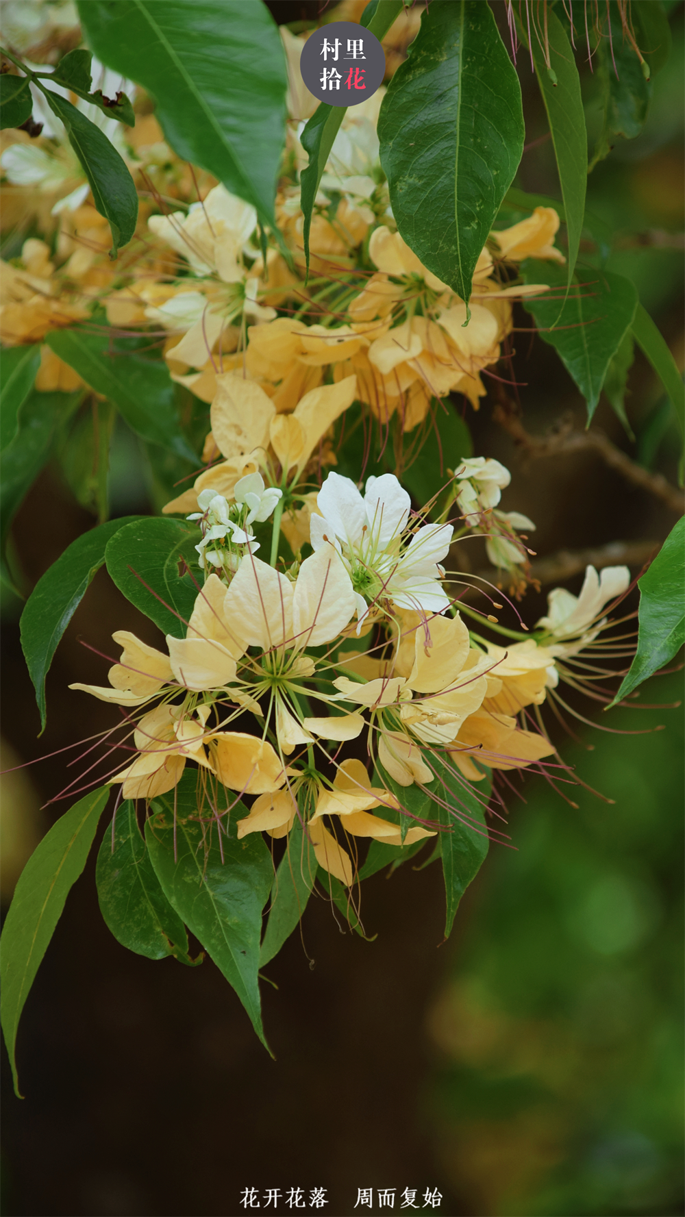 莺飞草长之际,台湾鱼木盛开了_腾讯新闻