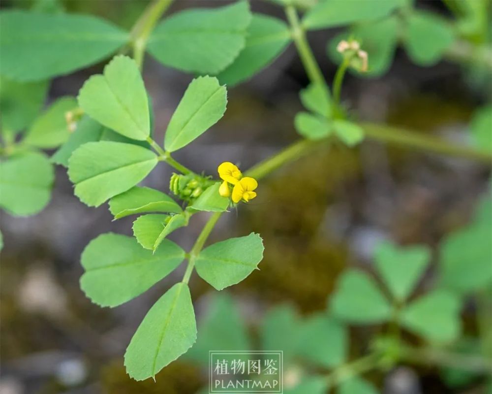 南苜蓿的果實就像是一個帶刺的小蝸牛,天藍苜蓿的果實則較光滑.