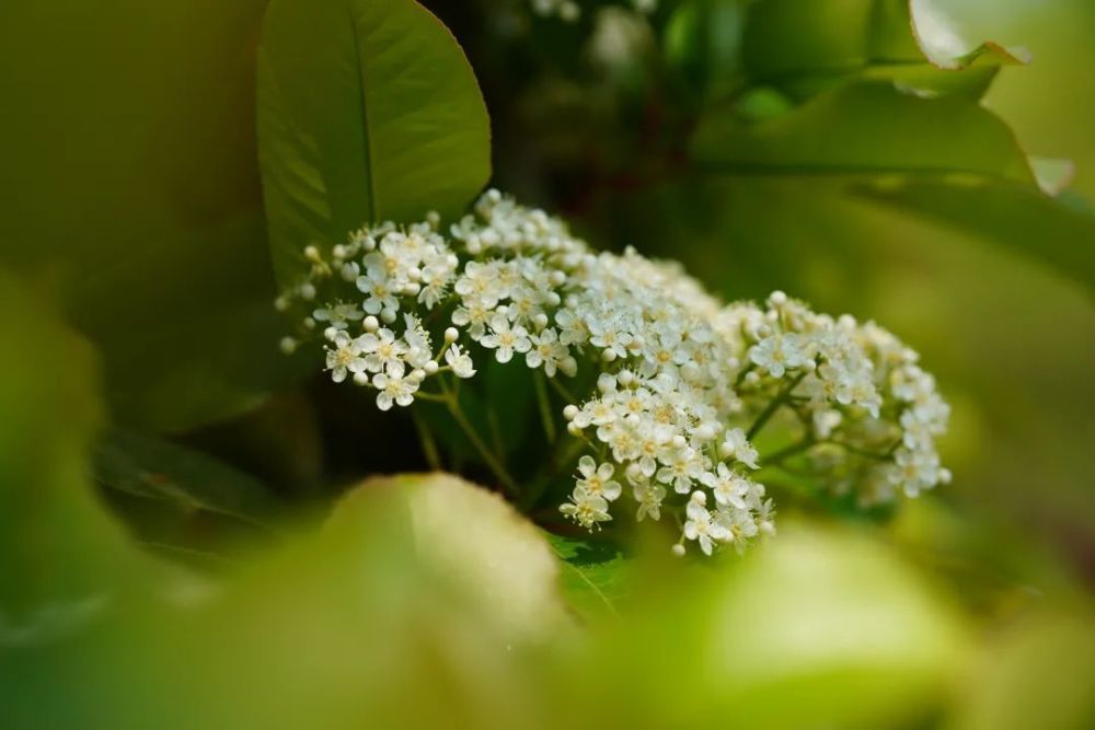 花的种植（鸢尾花的种植方法50字） 第11张