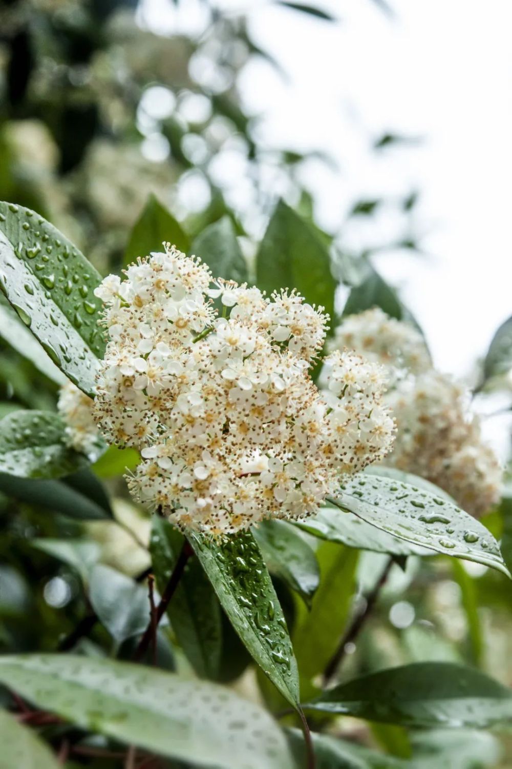 花的种植（鸢尾花的种植方法50字） 第12张