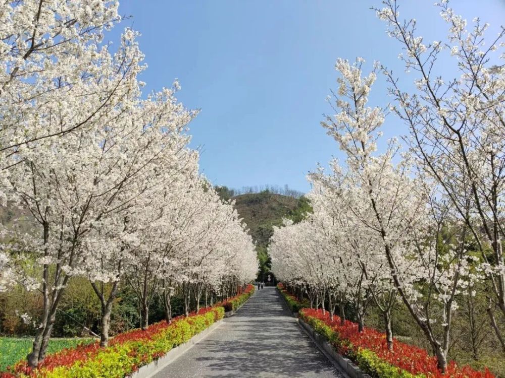 惊艳临安这些繁花似锦藏不住了