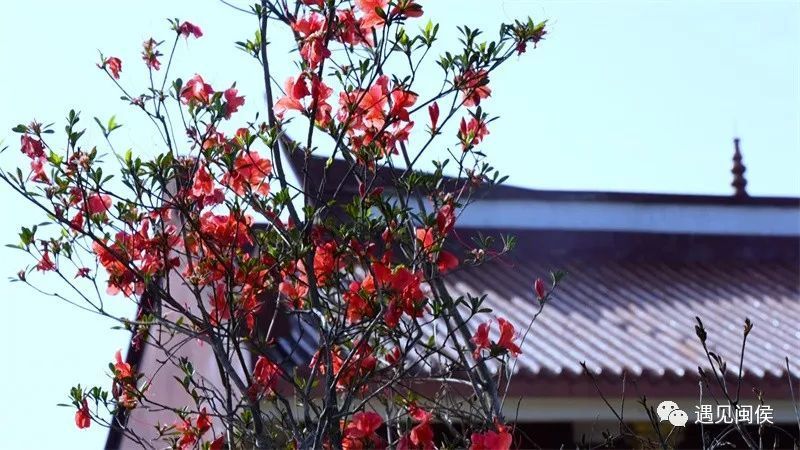 看闽侯丨当白色风车与杜鹃花海相遇,浪漫!