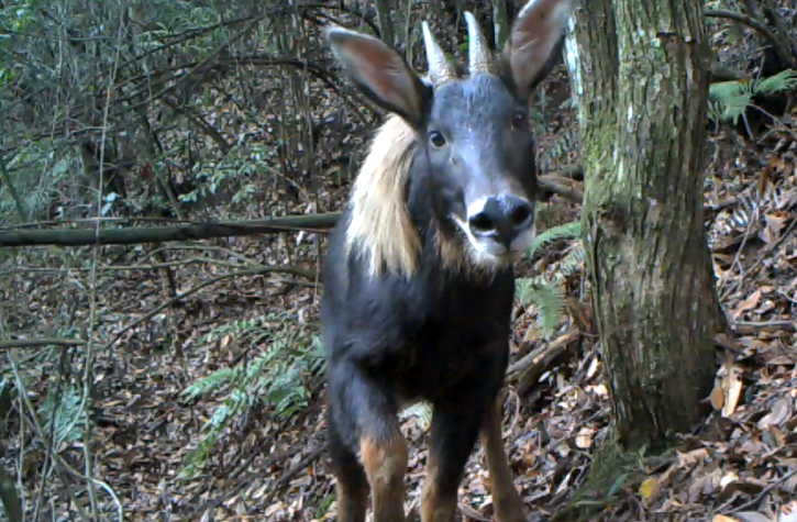 神奇动物在丽水:中华鬣羚,古诗中的"天马神兽"_腾讯新闻