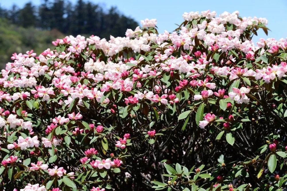 倒计时1天接下来峨眉山的杜鹃花海才是主场