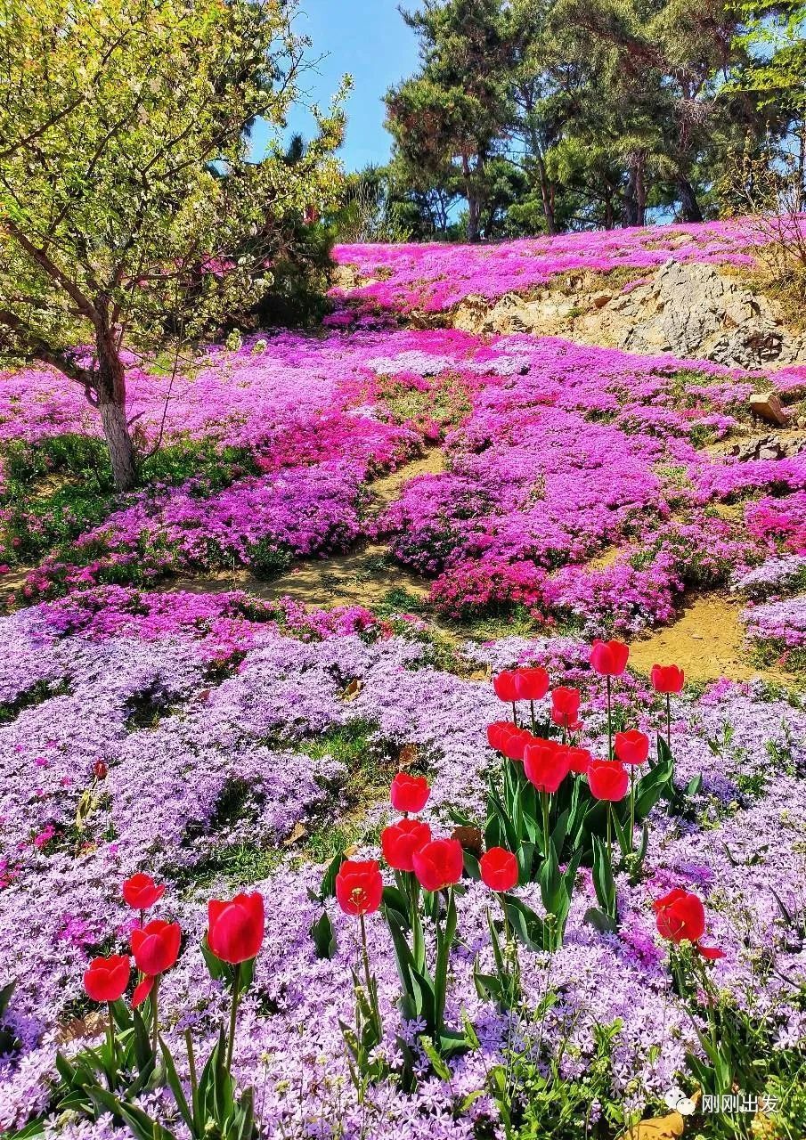 英歌石植物园大连超美赏花地
