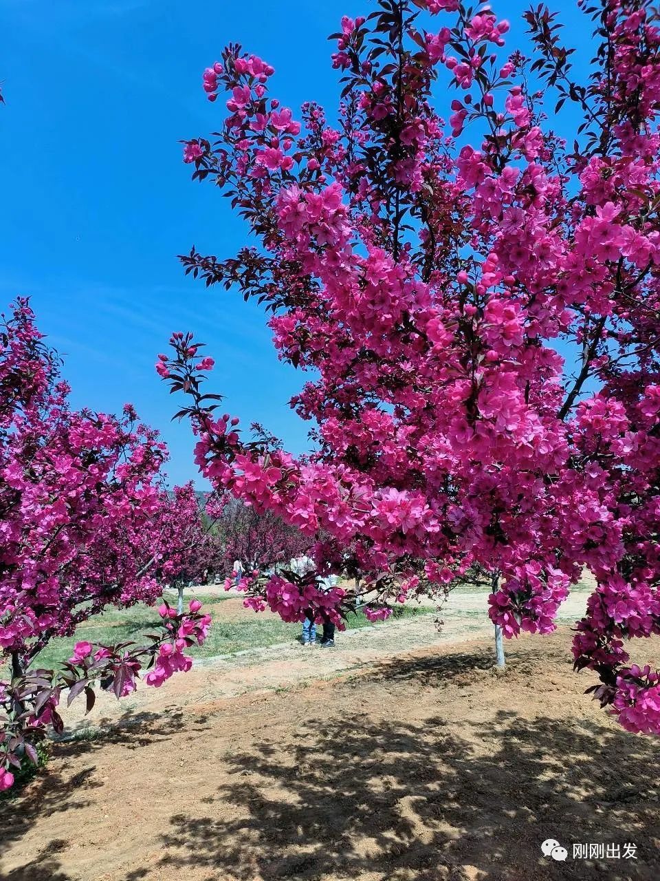 英歌石植物园大连超美赏花地