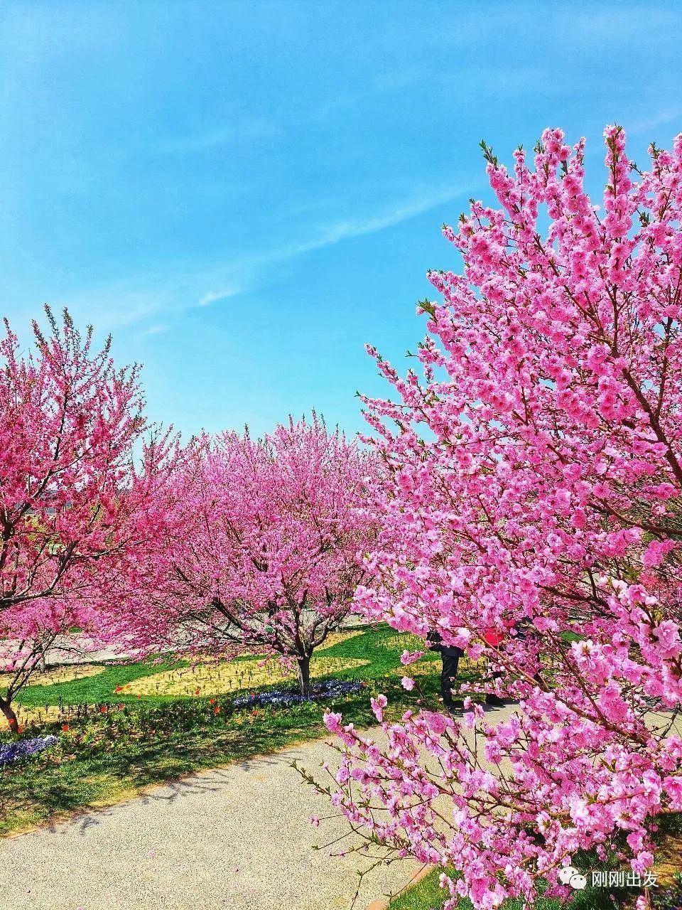 赏花正当时,大连赏花地推荐-腾讯新闻