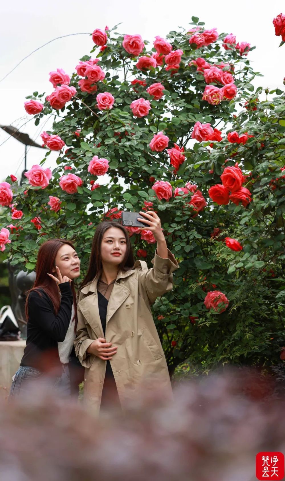 来源:梵净云天作者:胡攀学编:杨可佳 校:徐雪 吴兆宁 审:赵林 姚磊