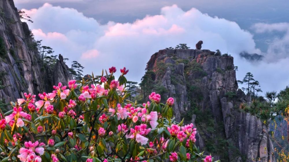 黄山杜鹃花何时花开图片