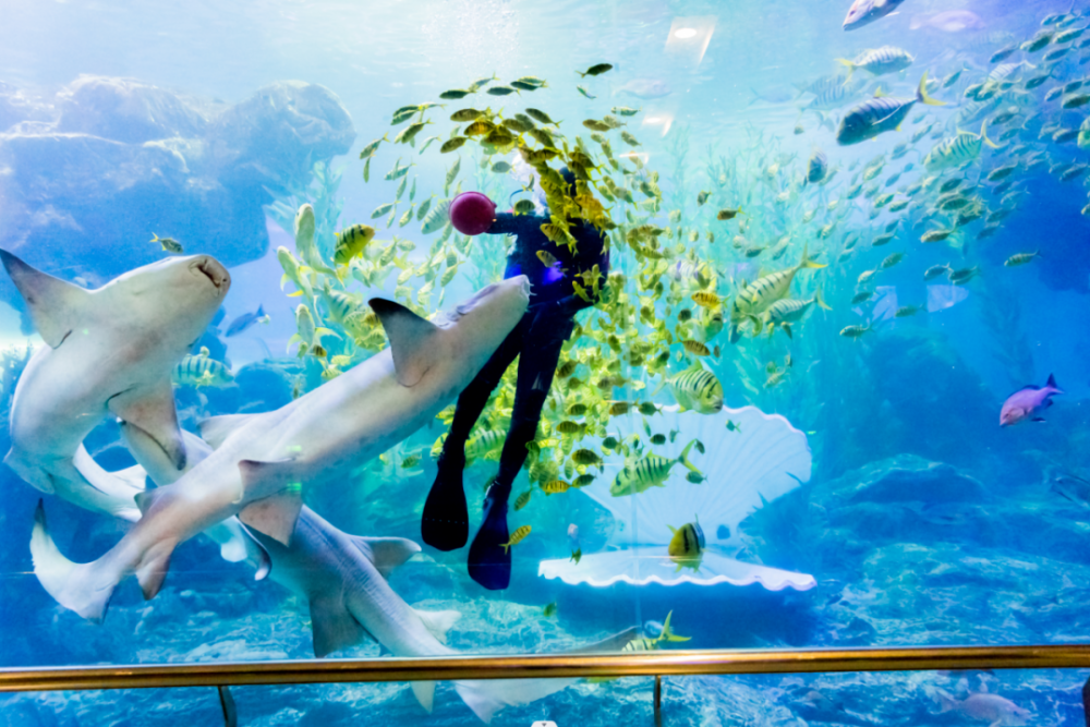 人鲨表演惊彩升级,青岛海底世界这个五一鱼你共舞!