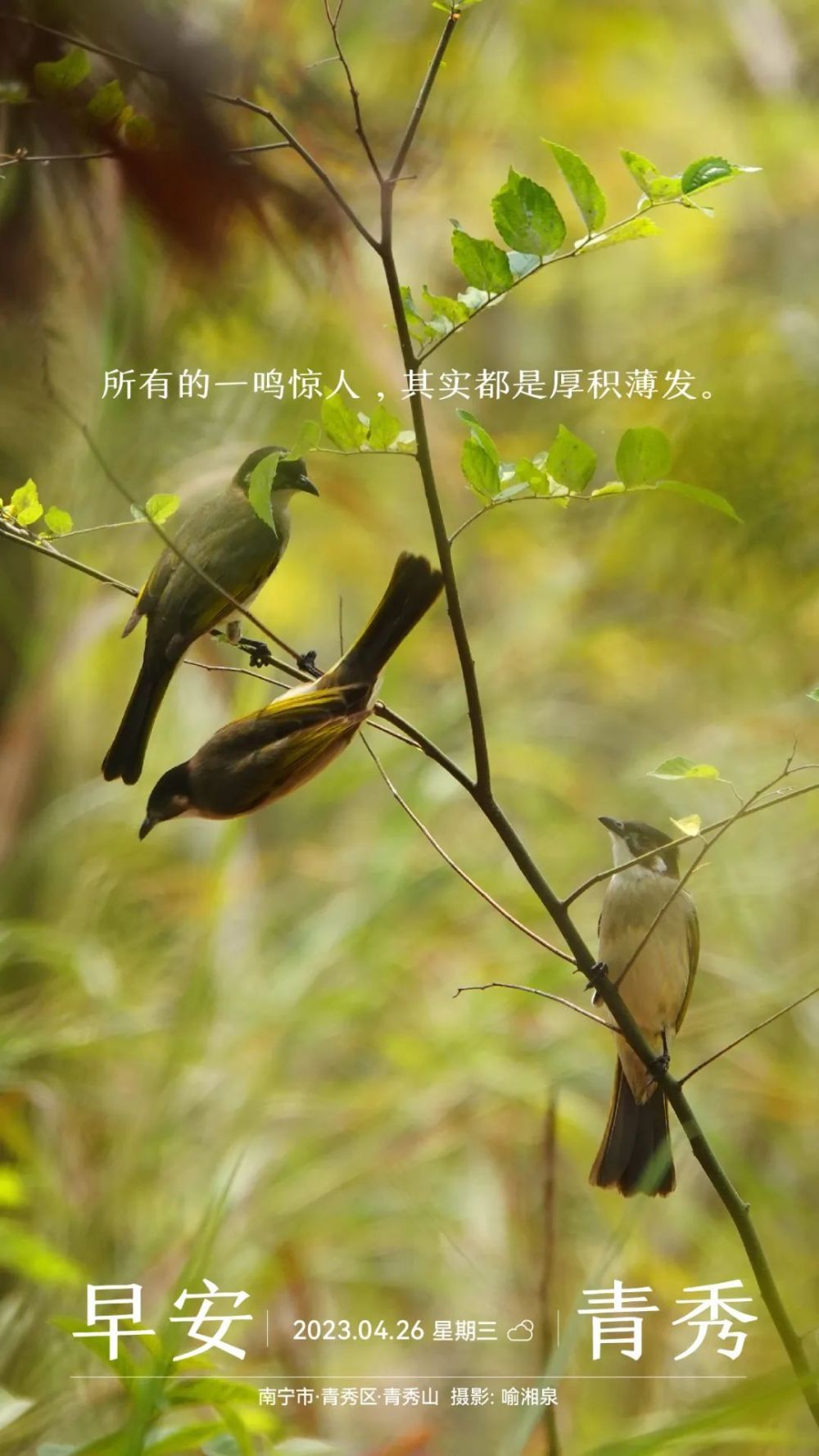 早安青秀所有的一鸣惊人其实都是厚积薄发