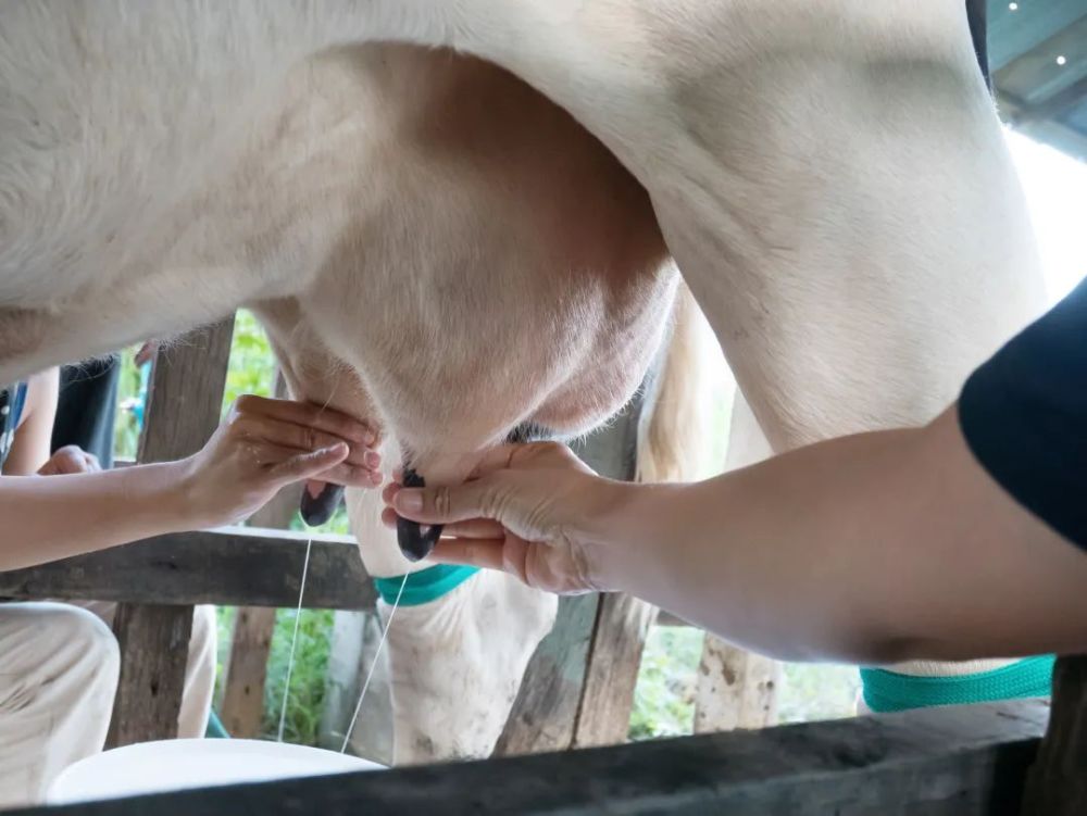 常温牛奶好，还是冷藏牛奶好？很多人选错了