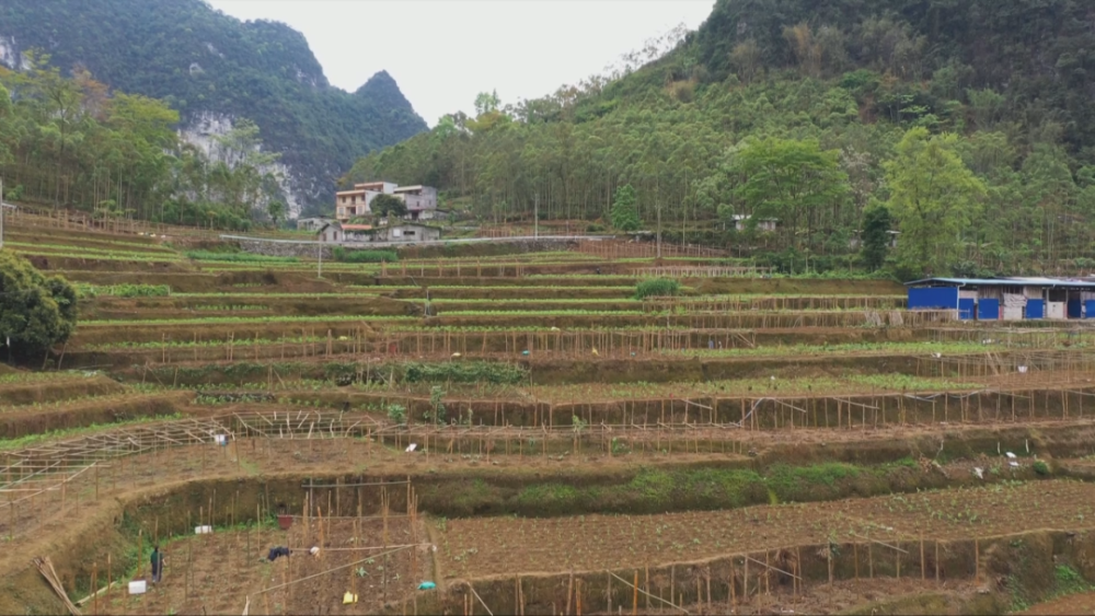 天等福新镇:盘活空闲土地 百香果成"致富果"