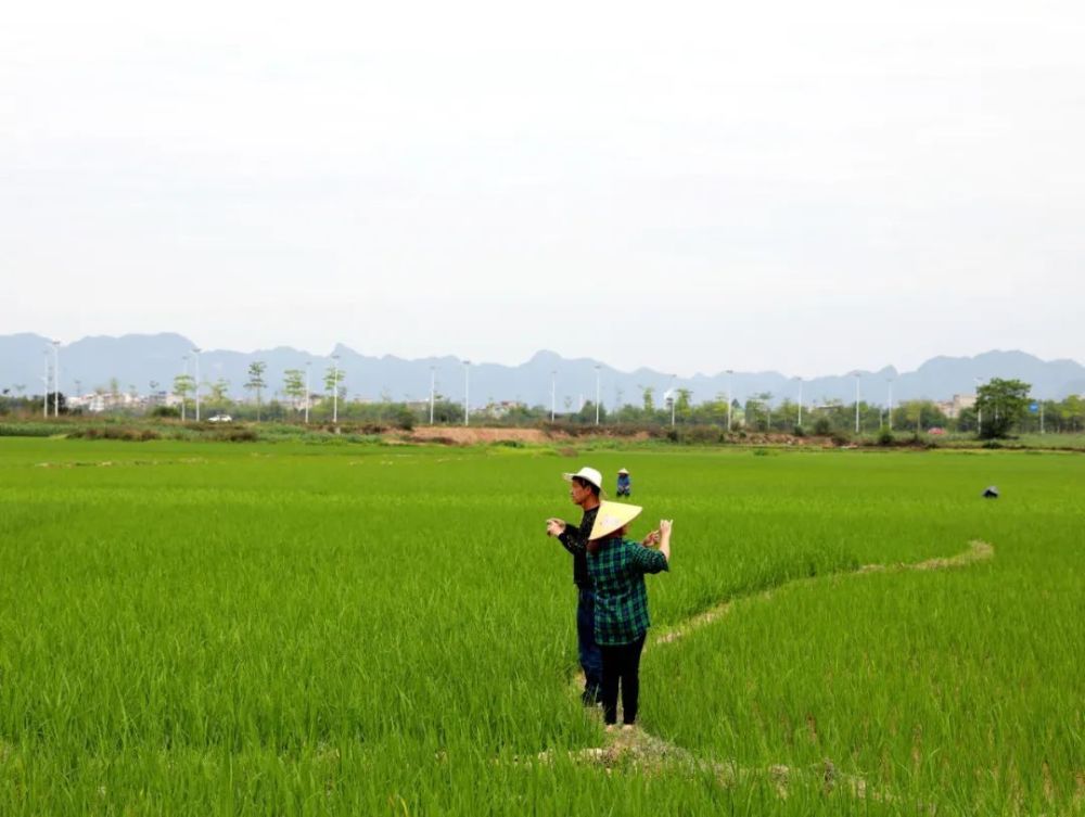 宁明县明江镇峙利村巡田员在对网格区域进行常态化,全覆盖巡查,并使用