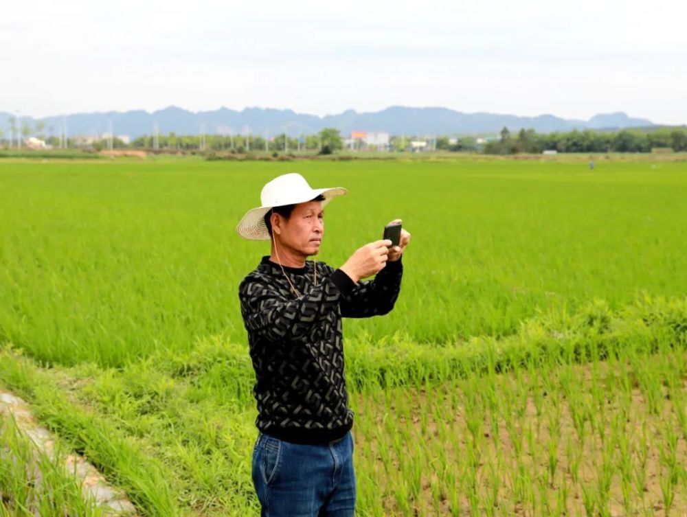 农佳菁 摄4月26日,在宁明县明江镇峙利村,该村屯级巡田员黄武文对网格
