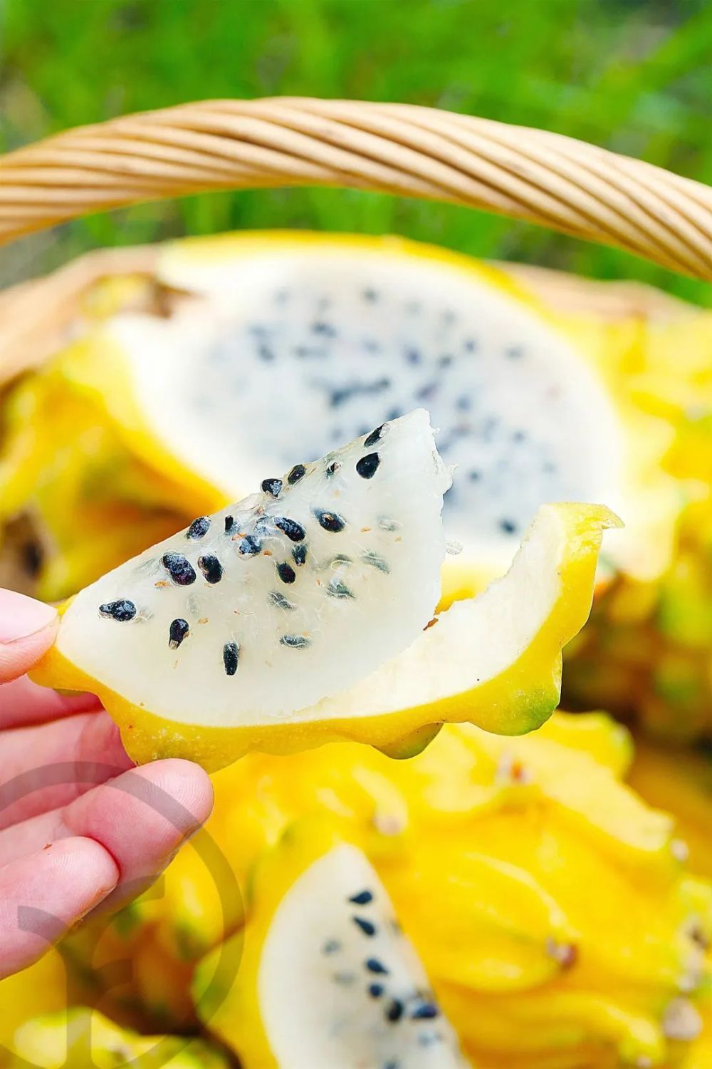 还在迷恋火龙果?刷爆北京上海朋友圈的海南燕窝果了解一下!_腾讯新闻