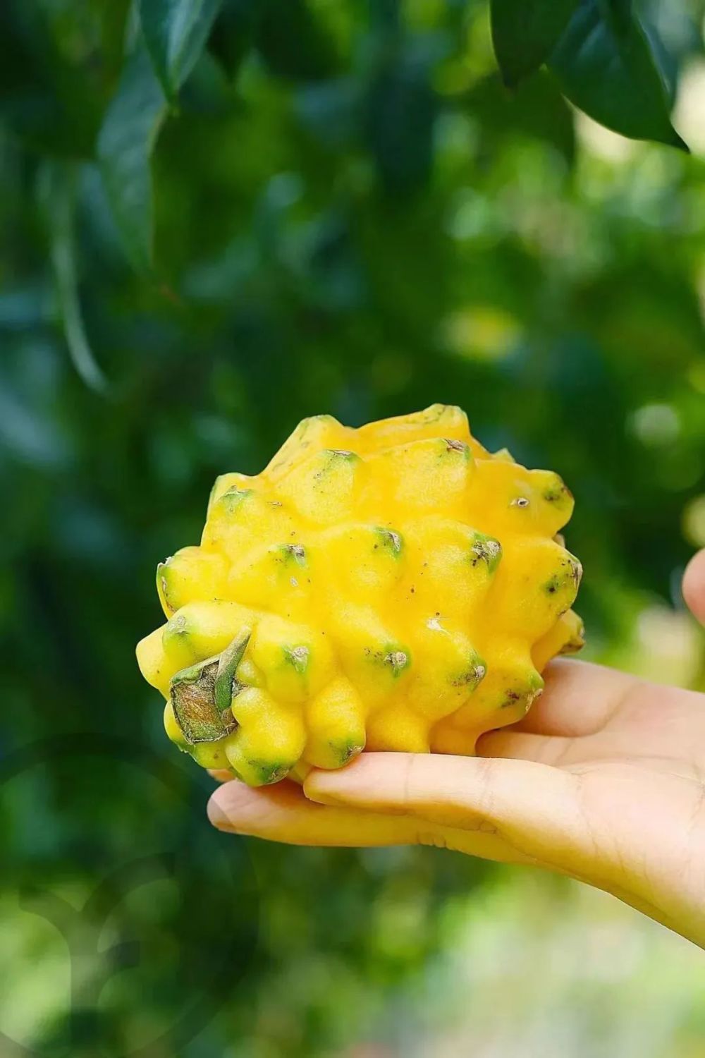 还在迷恋火龙果?刷爆北京上海朋友圈的海南燕窝果了解一下!_腾讯新闻