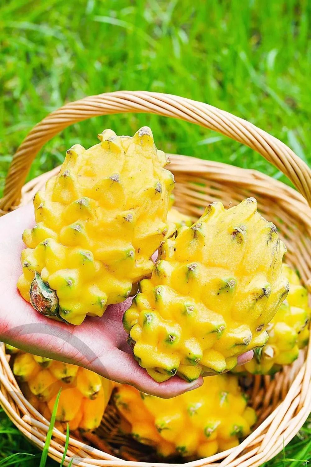 还在迷恋火龙果?刷爆北京上海朋友圈的海南燕窝果了解一下!_腾讯新闻