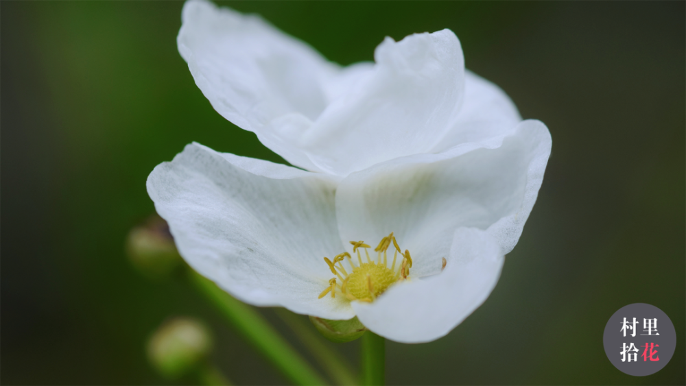 "皇冠草"它的白色花被片遇水也能变透明._腾讯新闻
