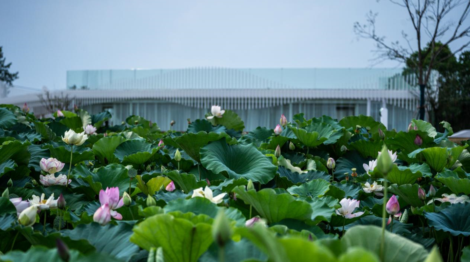 银杏苗木基地（银杏苗圃基地） 第60张