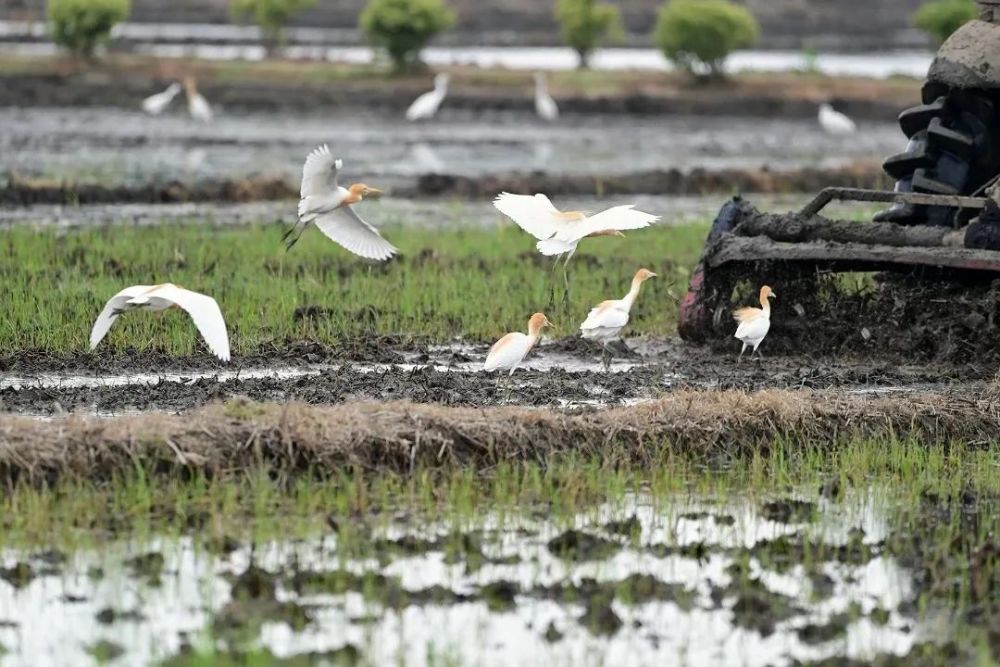 牛背鹭牛背鹭夏羽大都为白色,头和颈为橙黄色,有