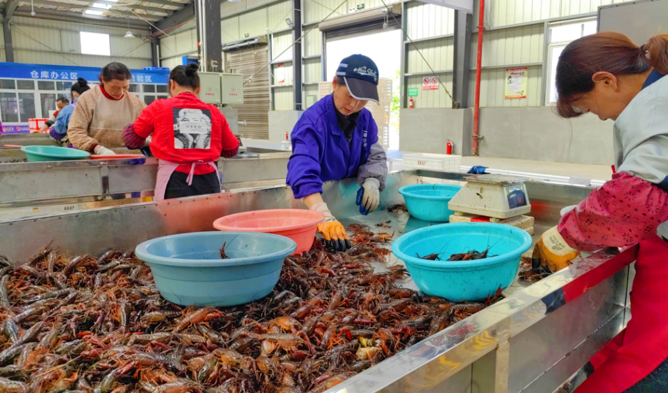 湖南最大的鲜活小龙虾交易市场生意超火爆