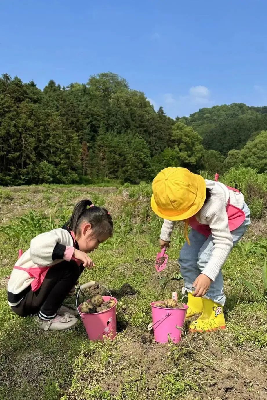 左右滑动查看更多或者和孩子一起挖土豆,清洗土豆,切土豆,炸薯条,炸