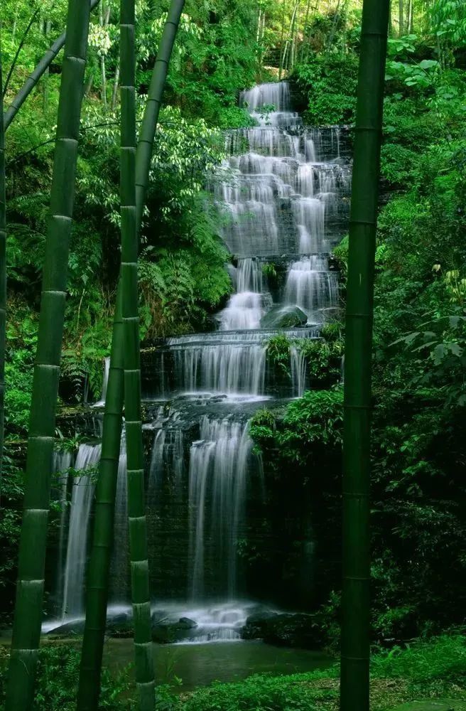 山水风景图片真实竹林图片