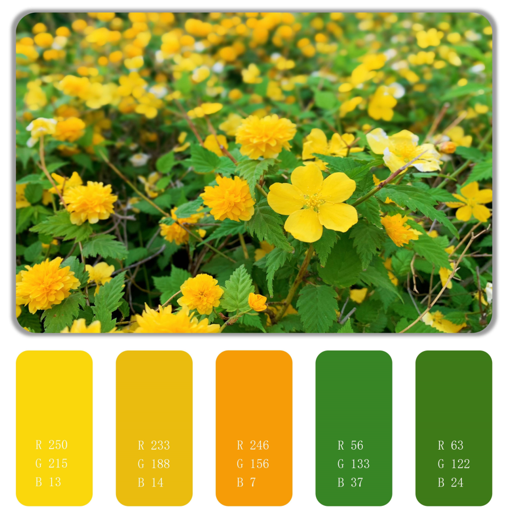 春日色卡|抓住春天的尾巴