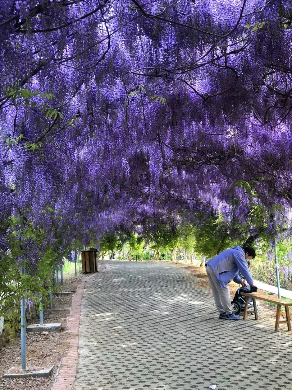 旅顺紫藤花长廊已经盛放还有
