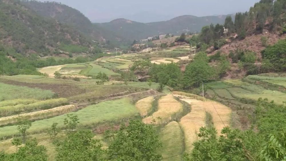 麦浪翻滚！祥云米甸：麦收时节好“丰”景