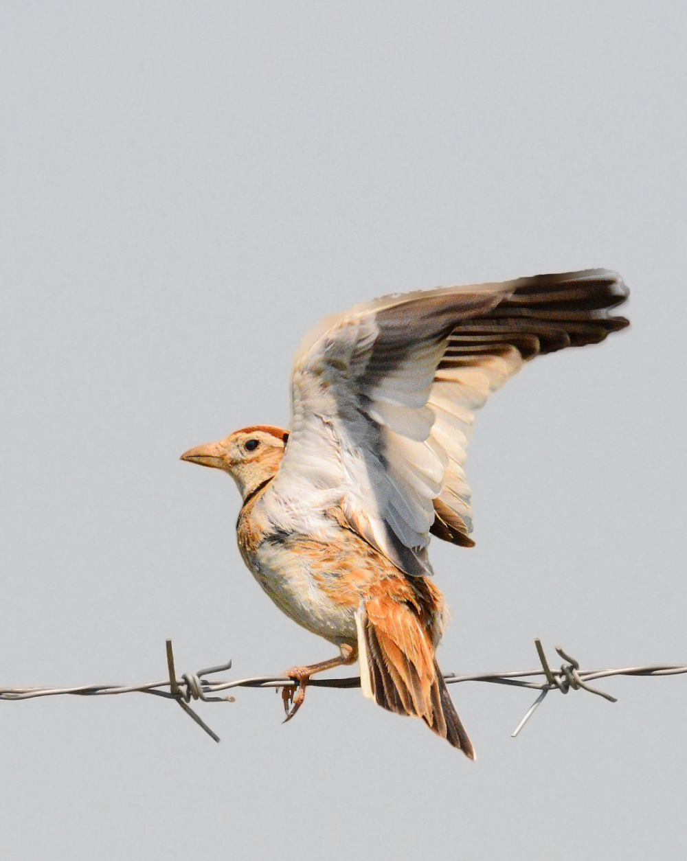 看·锡林郭勒01丨百灵:草原上的中国名鸟