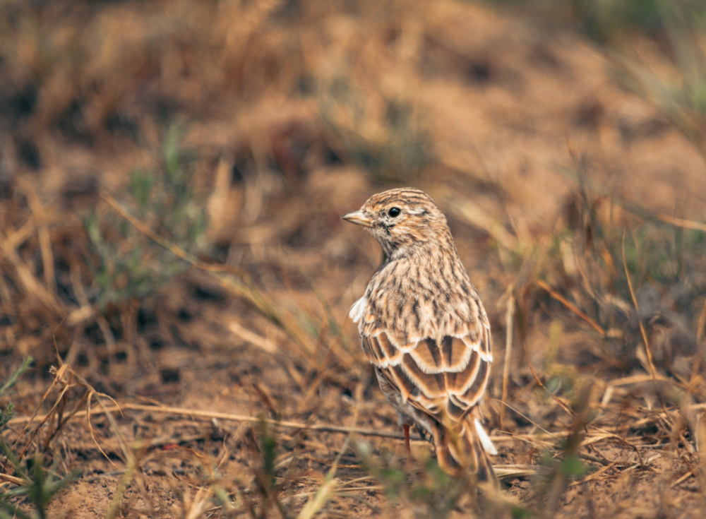 看·锡林郭勒01丨百灵:草原上的中国名鸟