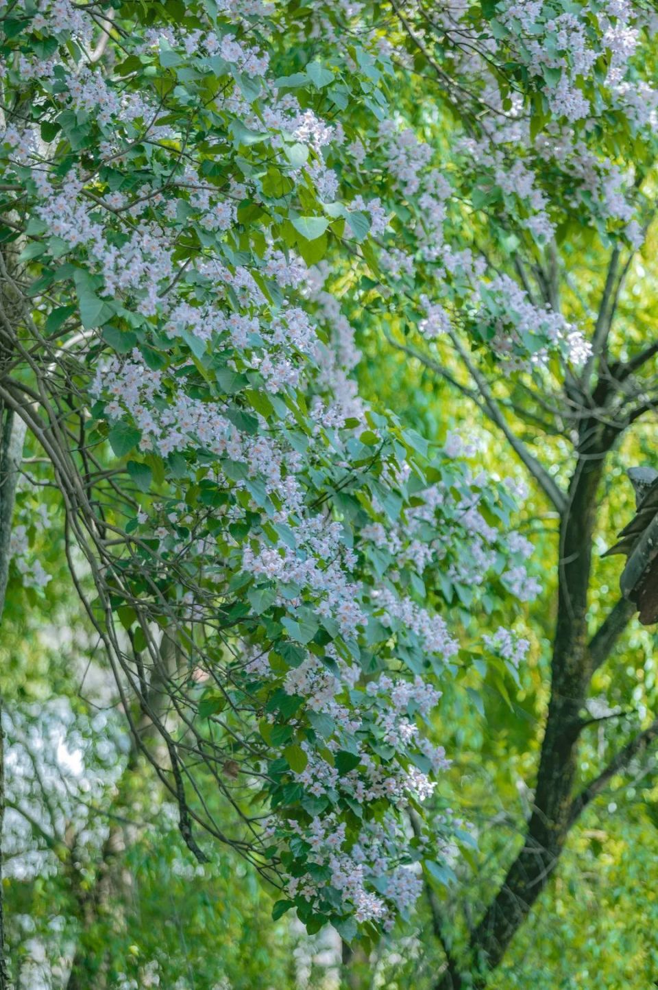 楸木开花图片