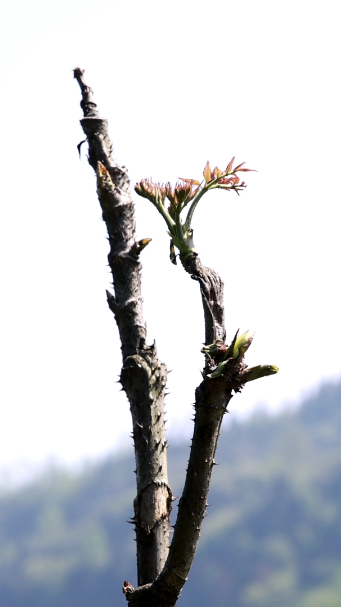 【二郎山·珍】刺龙苞_腾讯新闻