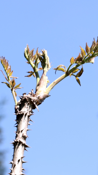 二郎山珍刺龙苞