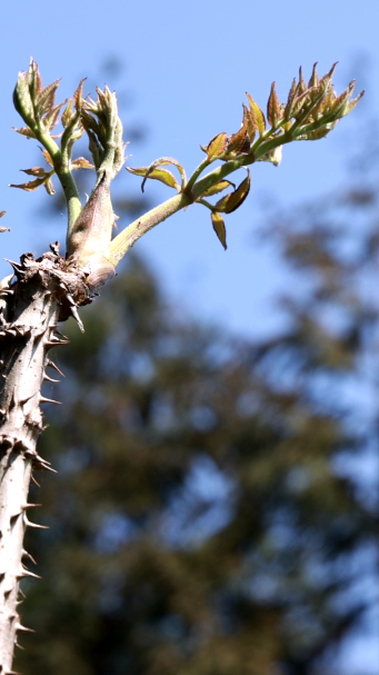 二郎山珍刺龙苞