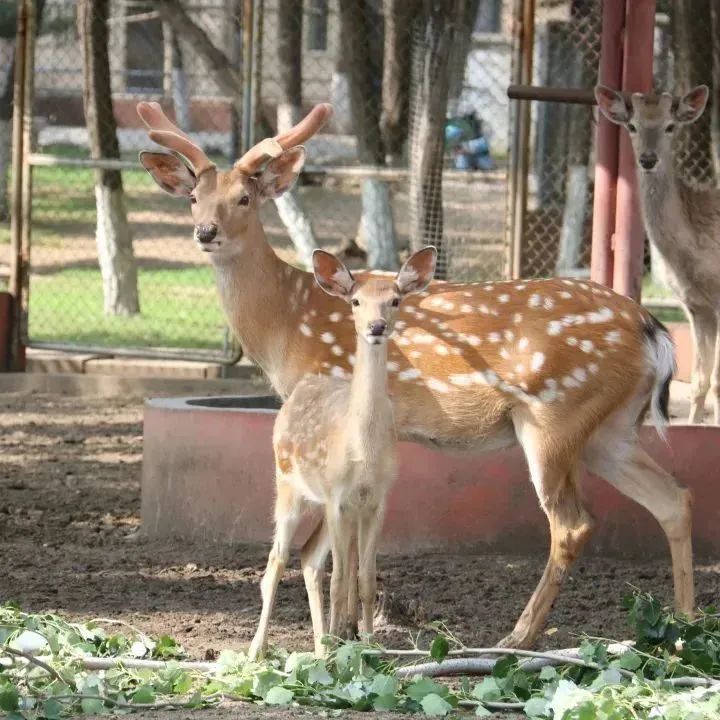 锦州动物园"五一"小长假最详细攻略来啦!