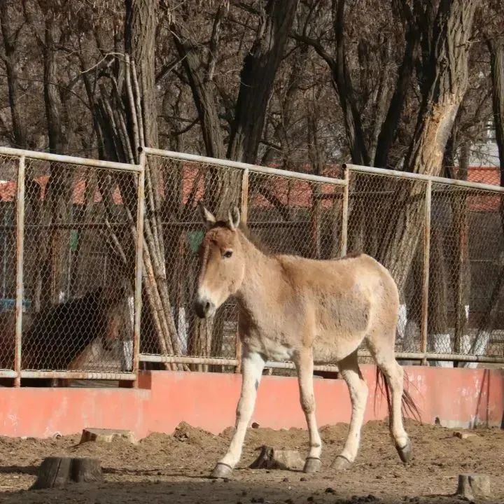 锦州动物园"五一"小长假最详细攻略来啦!