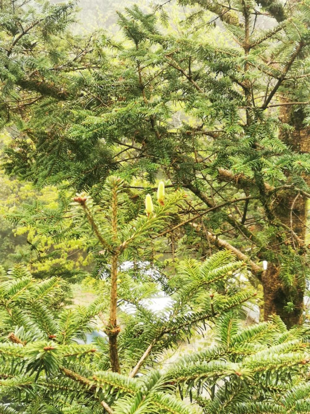 全球最濒危植物百山祖冷杉开花了!_腾讯新闻