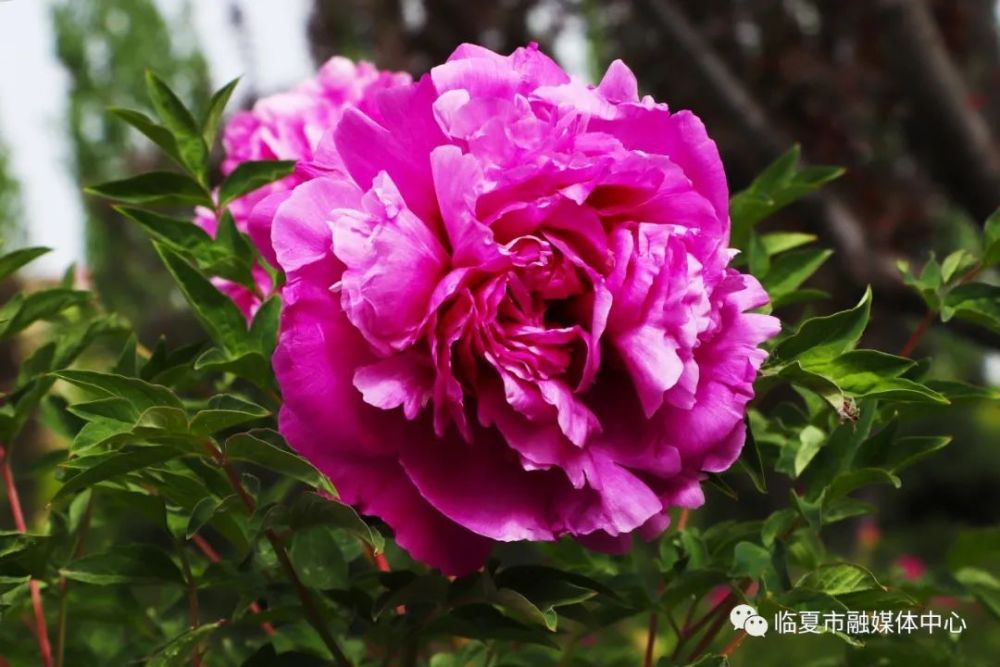 【省媒看临夏】牡丹花开正当时!打卡走起～_腾讯新闻